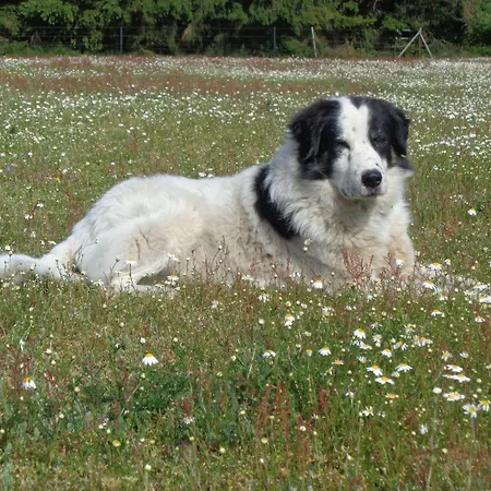 Mit Hundebetreuung 公寓 Garstedt