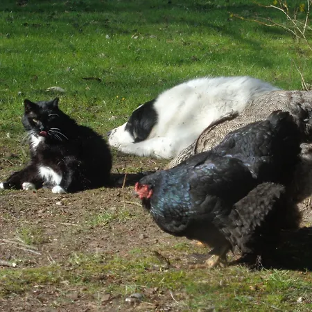 公寓 Mit Hundebetreuung Garstedt