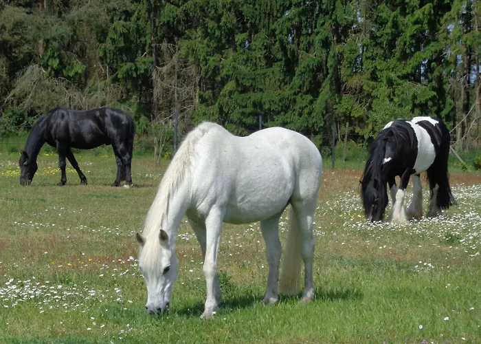 Daire Mit Hundebetreuung Garstedt