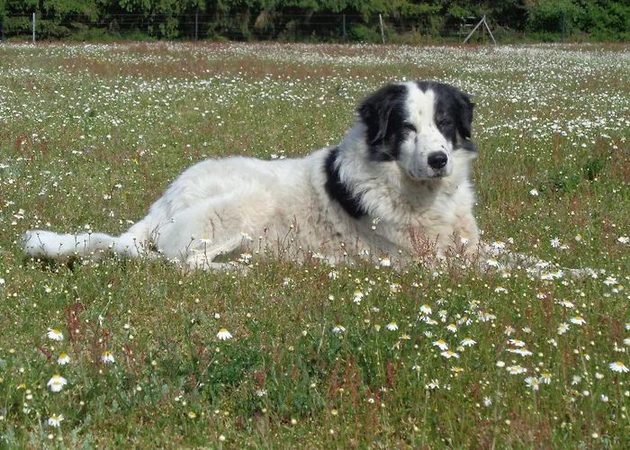 Mit Hundebetreuung Daire Garstedt