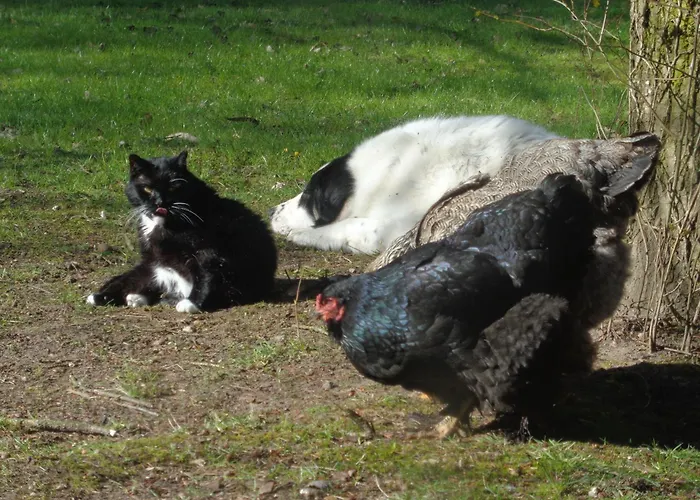 Daire Mit Hundebetreuung Garstedt